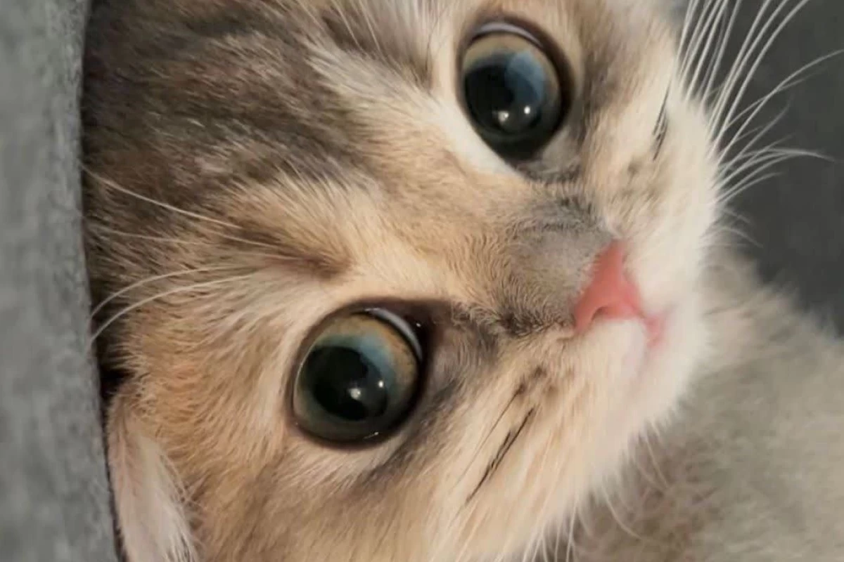 عکس چقدر درونگرایی ؟؟؟