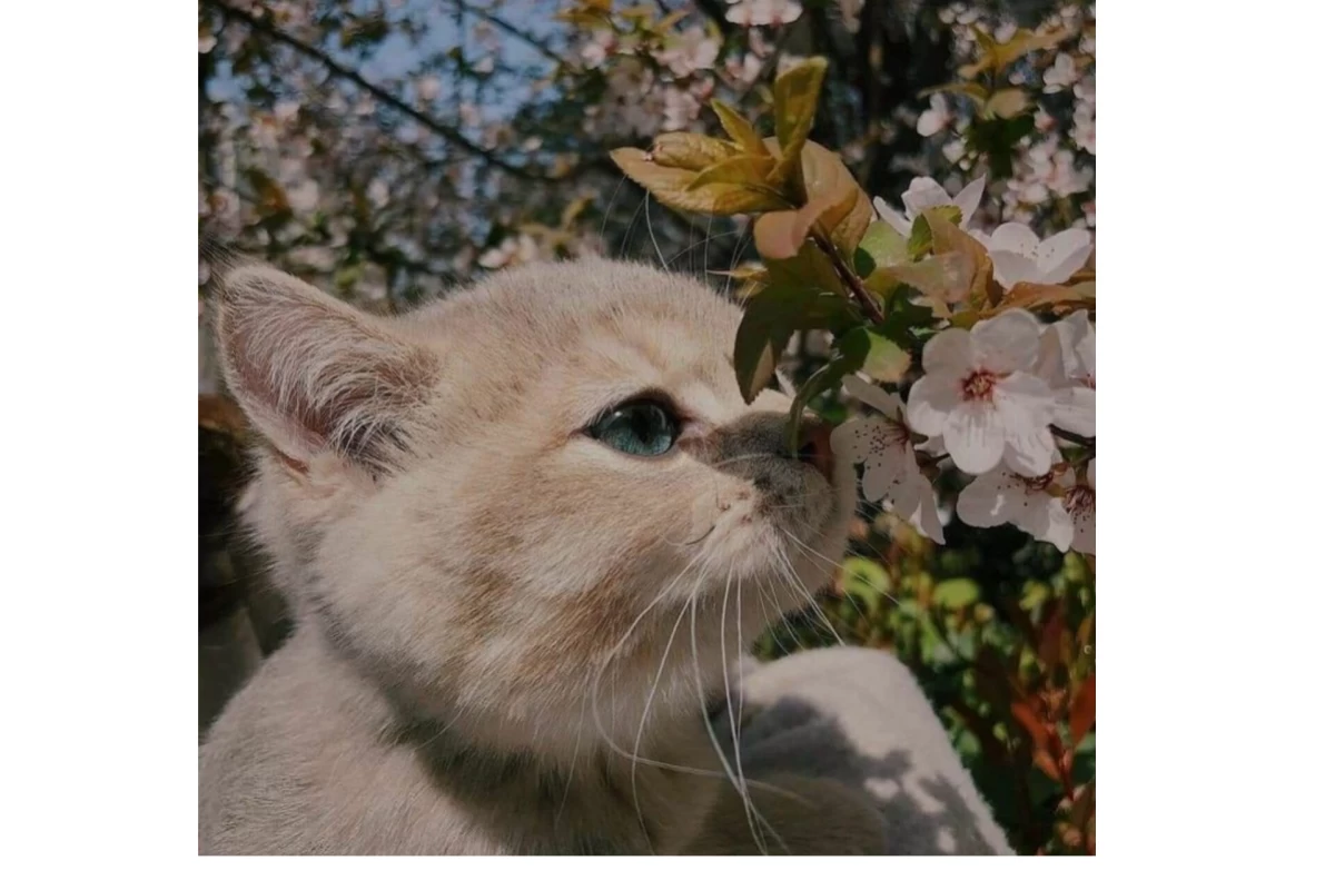 عکس "نقش حیوانات بر انسان ها"