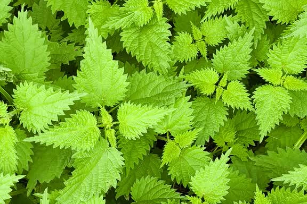 عکس بیوگرافی یک سوشی😺