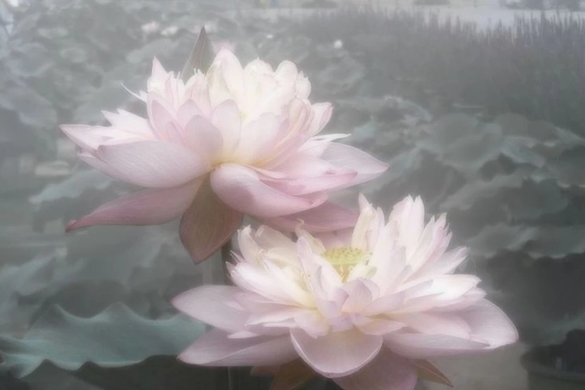 عکس اسکیز ۷