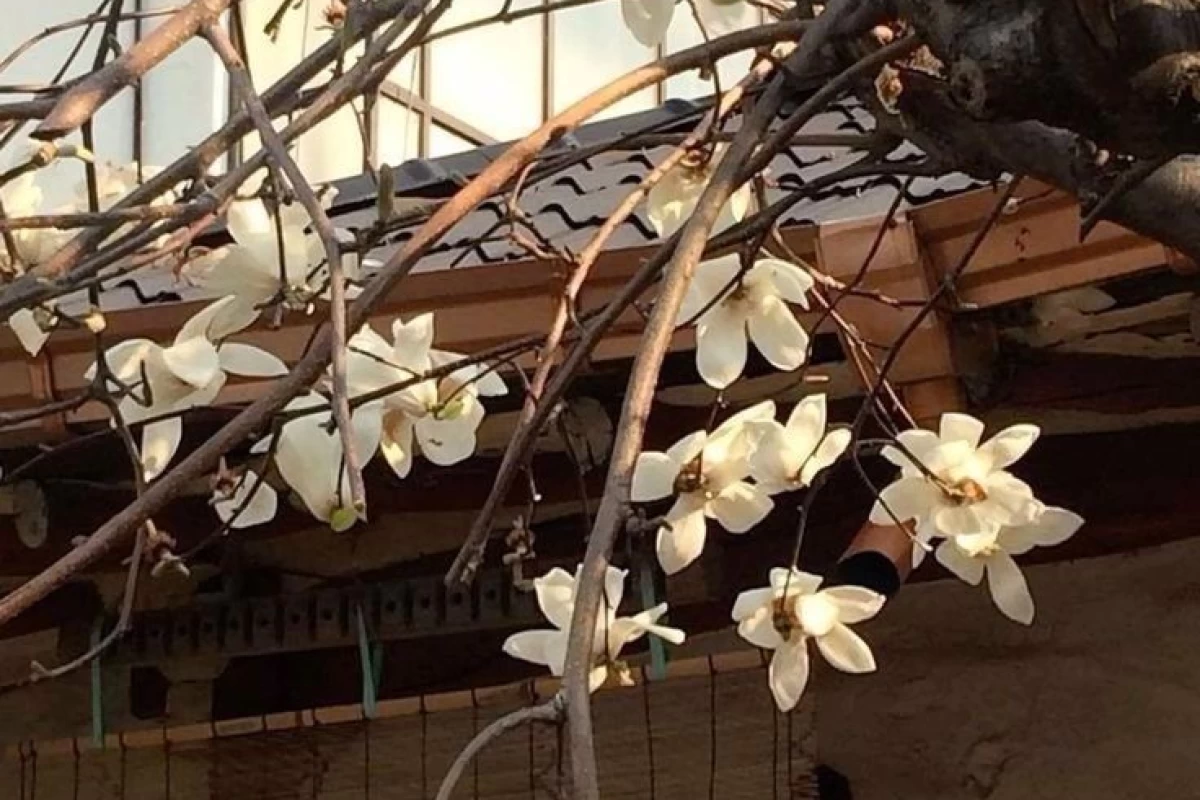 عکس ♡بازی های آفلاین♡