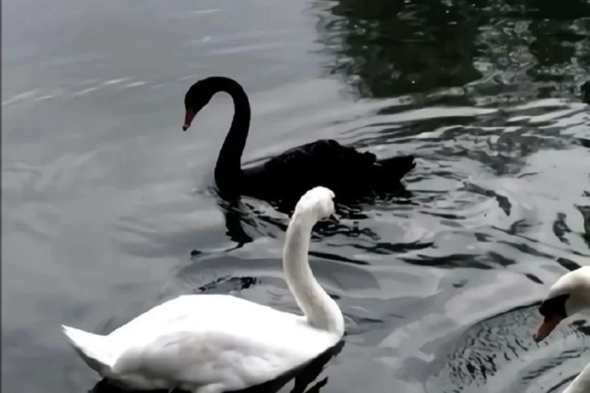 عکس سرزمین هیولاها