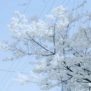 عکس یه روز ساده با Dellarose