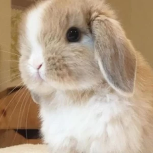 عکس 🍥:نرم ترین جانور جهان