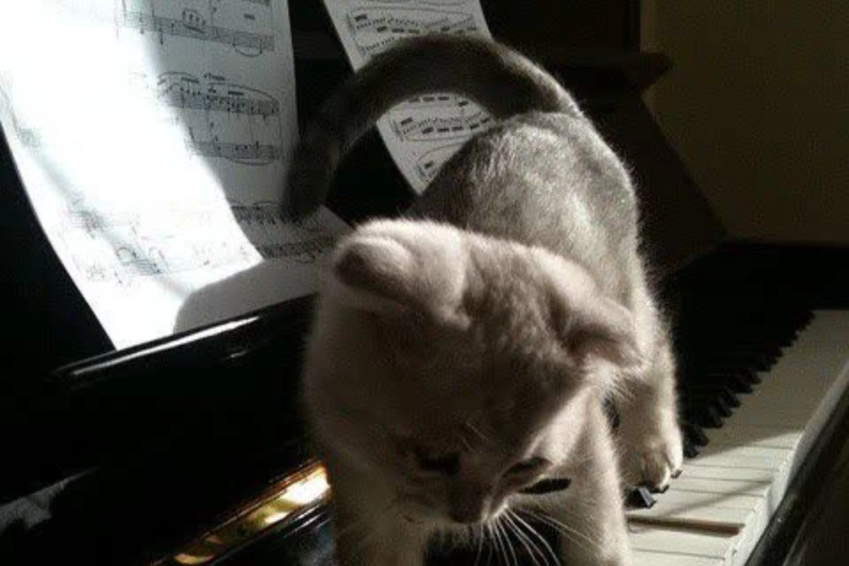 عکس همه چیز درباره ی پیانو