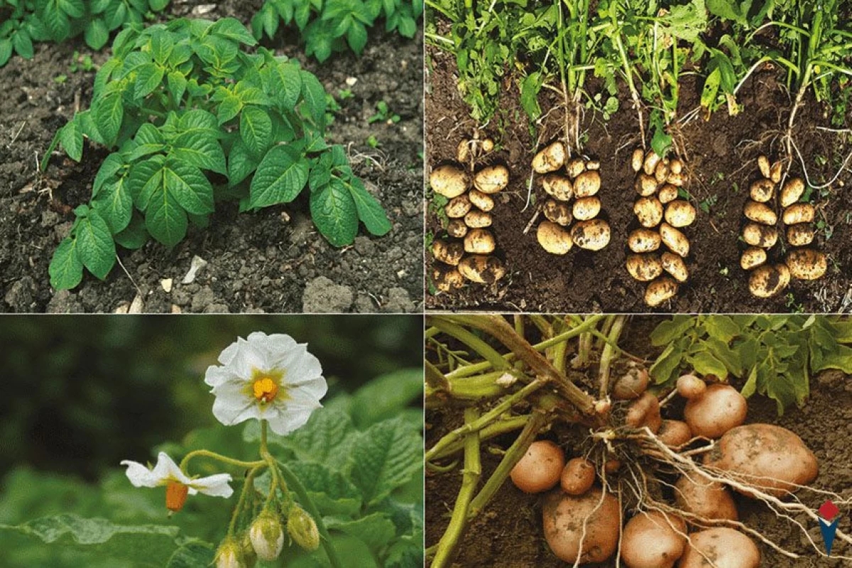 عکس تاریخچه و انواع سیب زمینی را بشناسید پارت 2