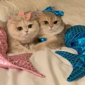 عکس کاربر آرمیکت کیه؟