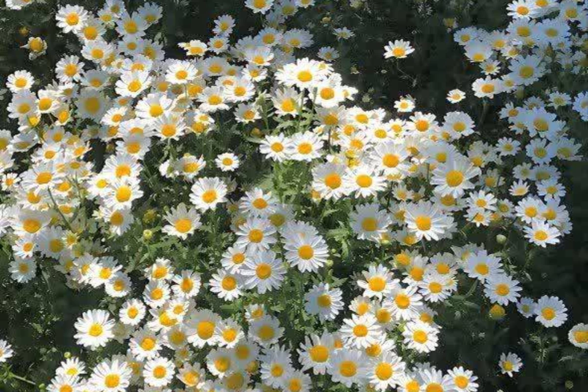 عکس انیمیشن هایی که حالتو خوب میکنه