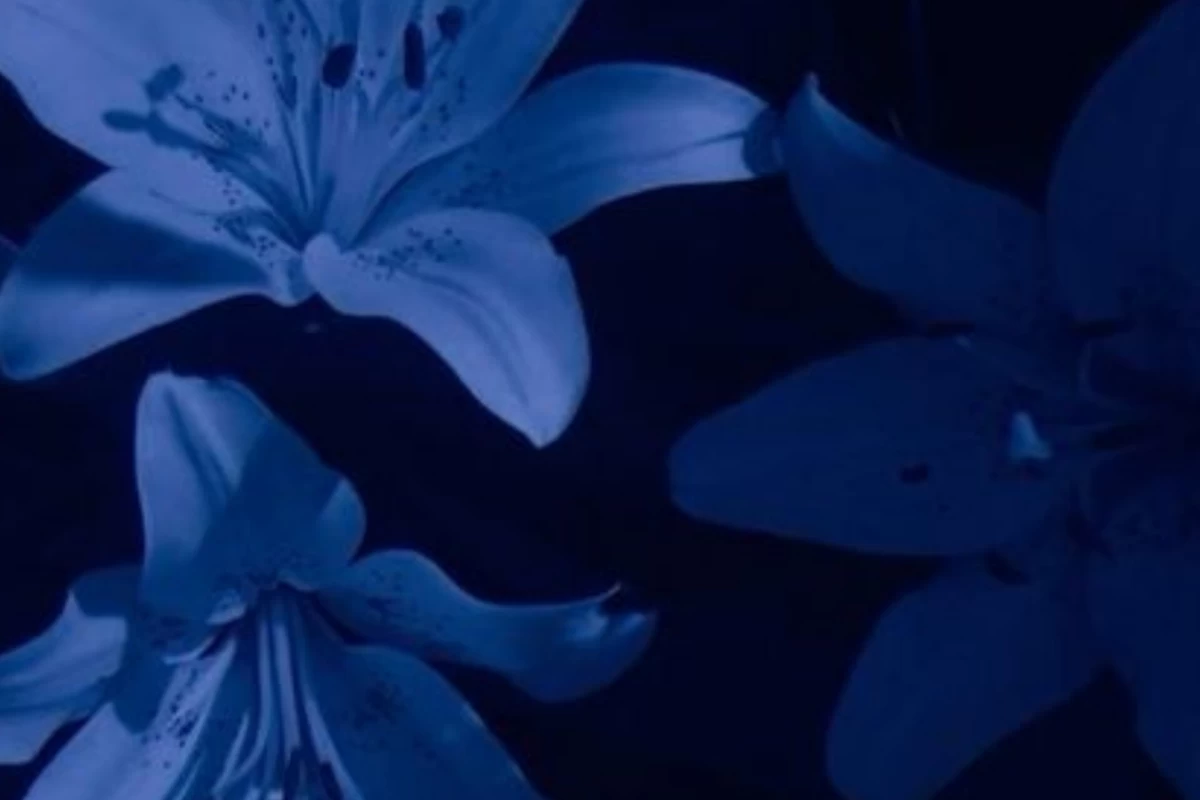 عکس لیلیوم آبی؛