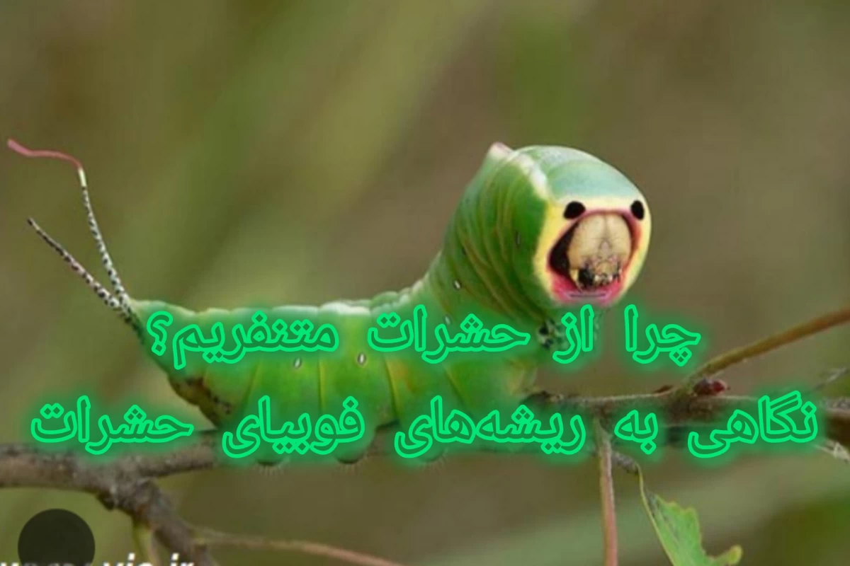 عکس چرا از حشرات متنفریم؟ نگاهی به ریشه‌های فوبیای حشرات