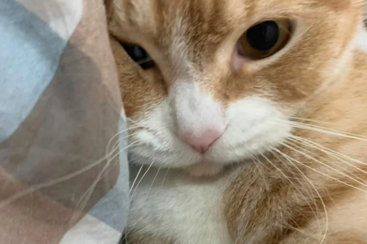 عکس 💮|دو روح و یک بدن!