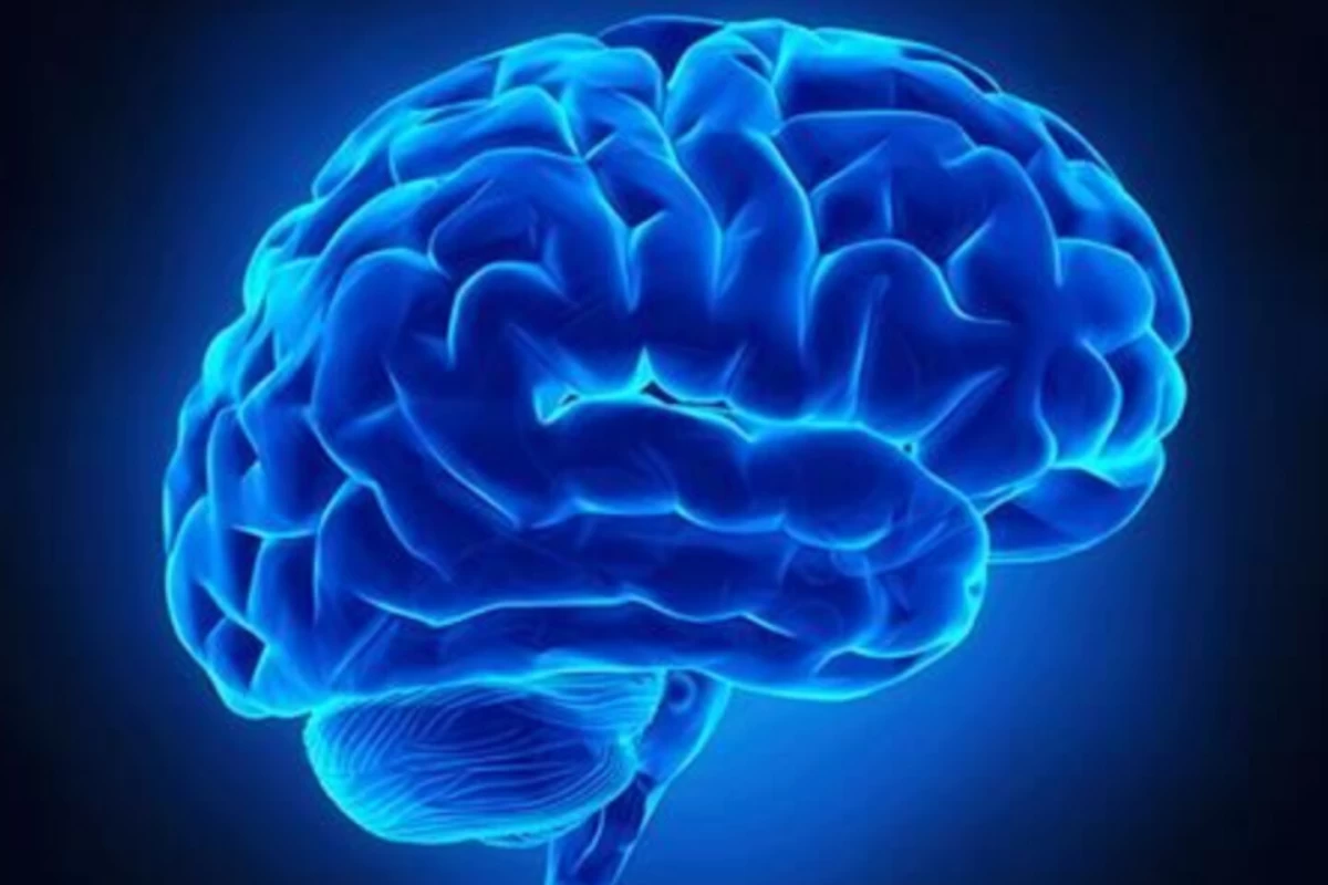 عکس دستگاه عصبی انسان