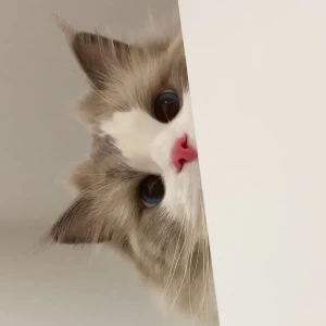 عکس اطلاعات عمومی