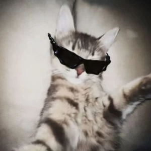 عکس 🐈🐾ค ¢คt ๖i໐🐾🐈‍⬛