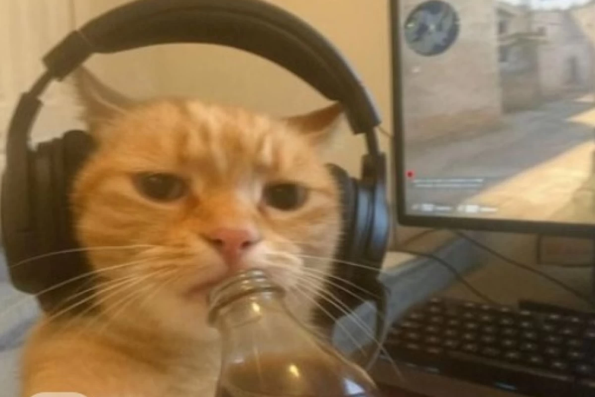 عکس 🐈🐾ค ¢คt ๖i໐🐾🐈‍⬛