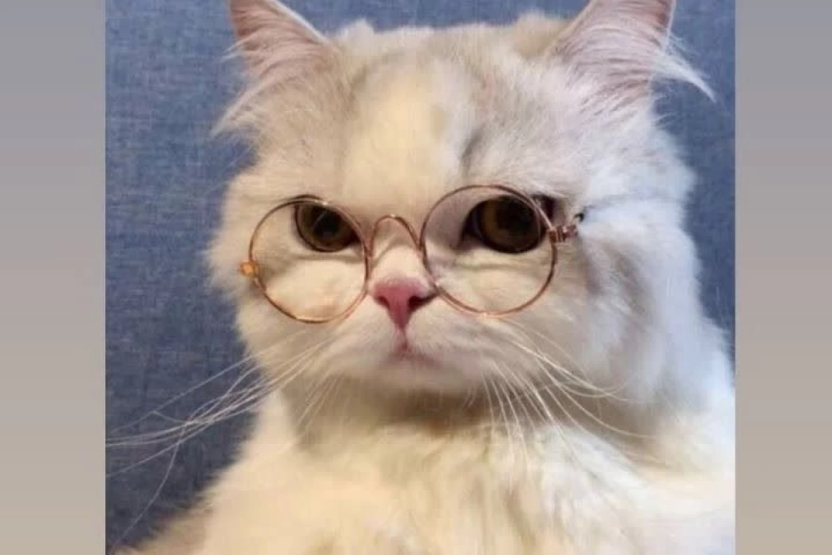 عکس میوه ی هر ماه