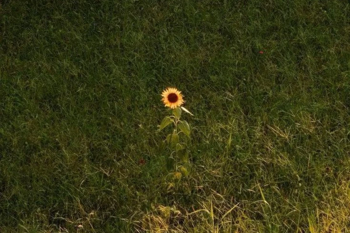 عکس منه تنها؛