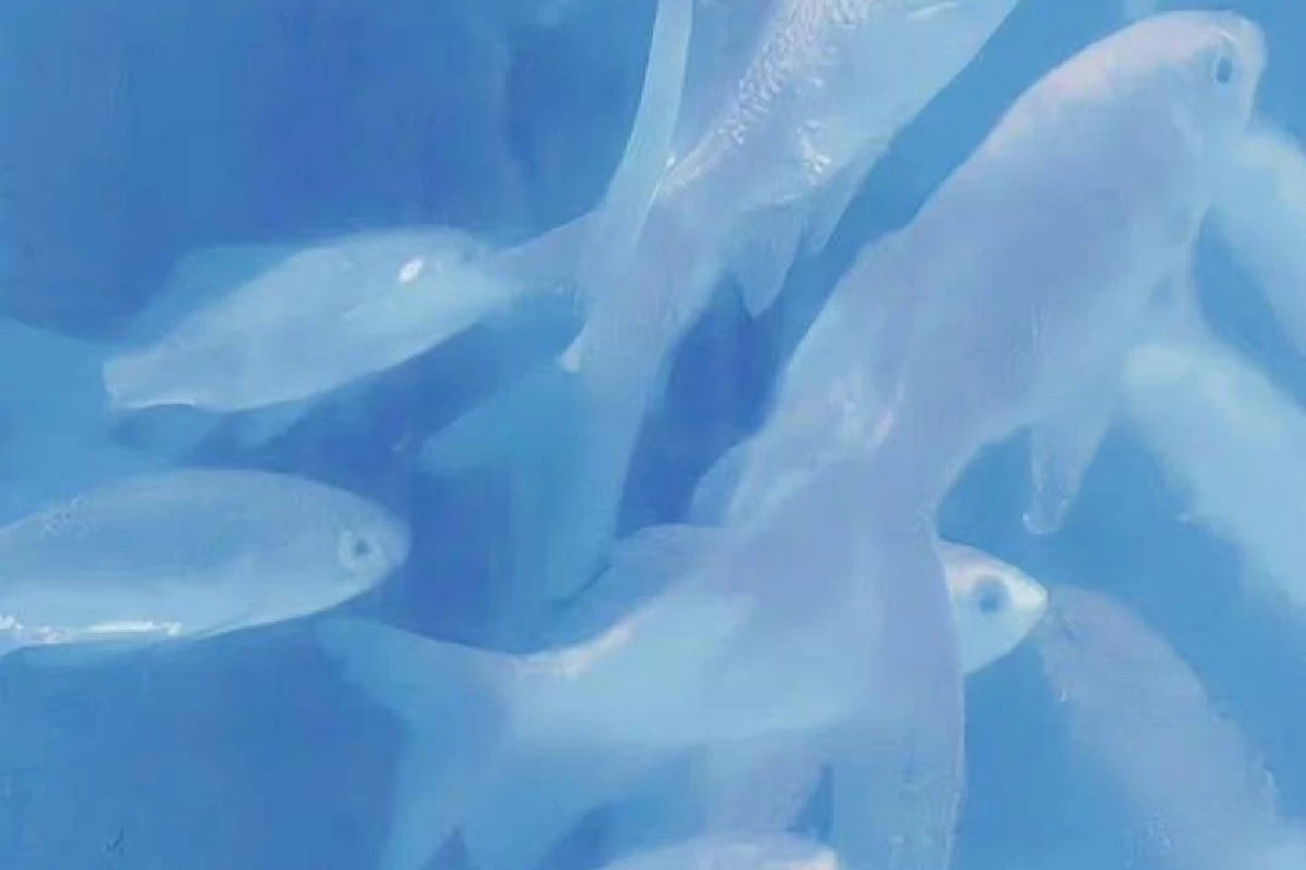 عکس تو انیمه نذری میدن![فان]