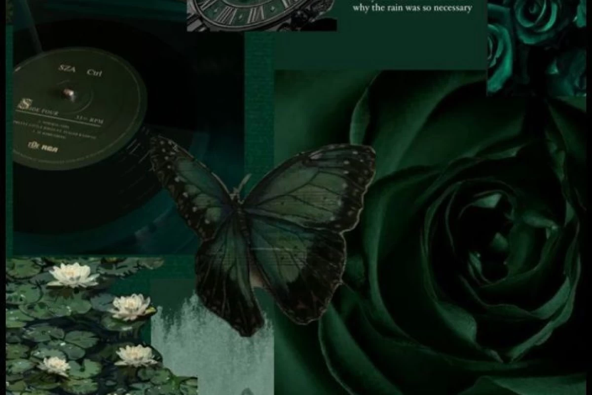 عکس دریکو مالفویP16