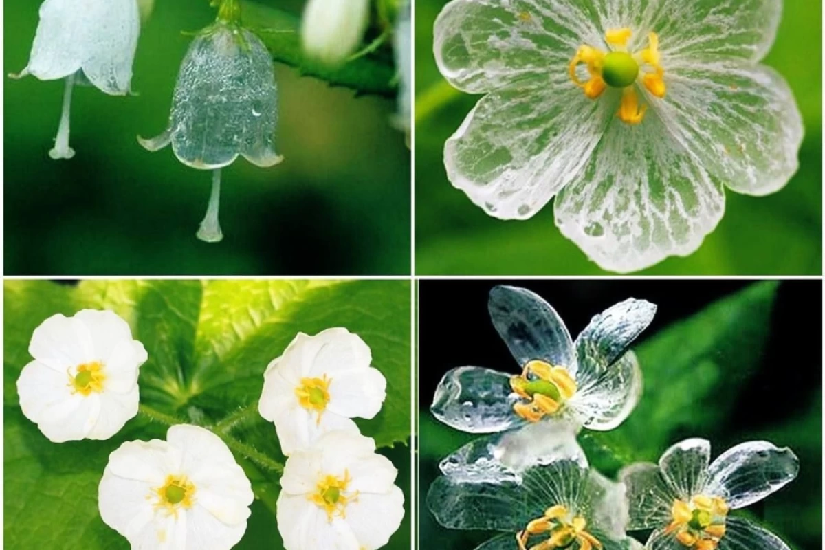 عکس فکت جالب