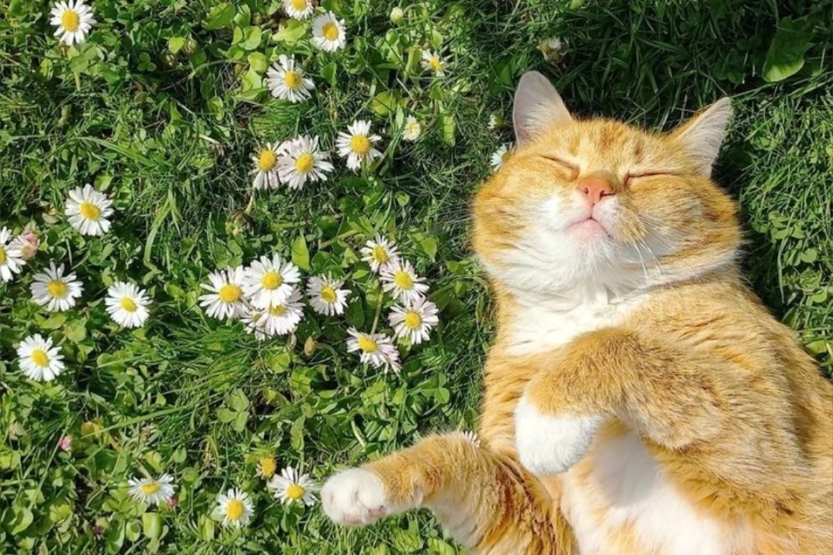 عکس حیواناتی که منقرض شدند