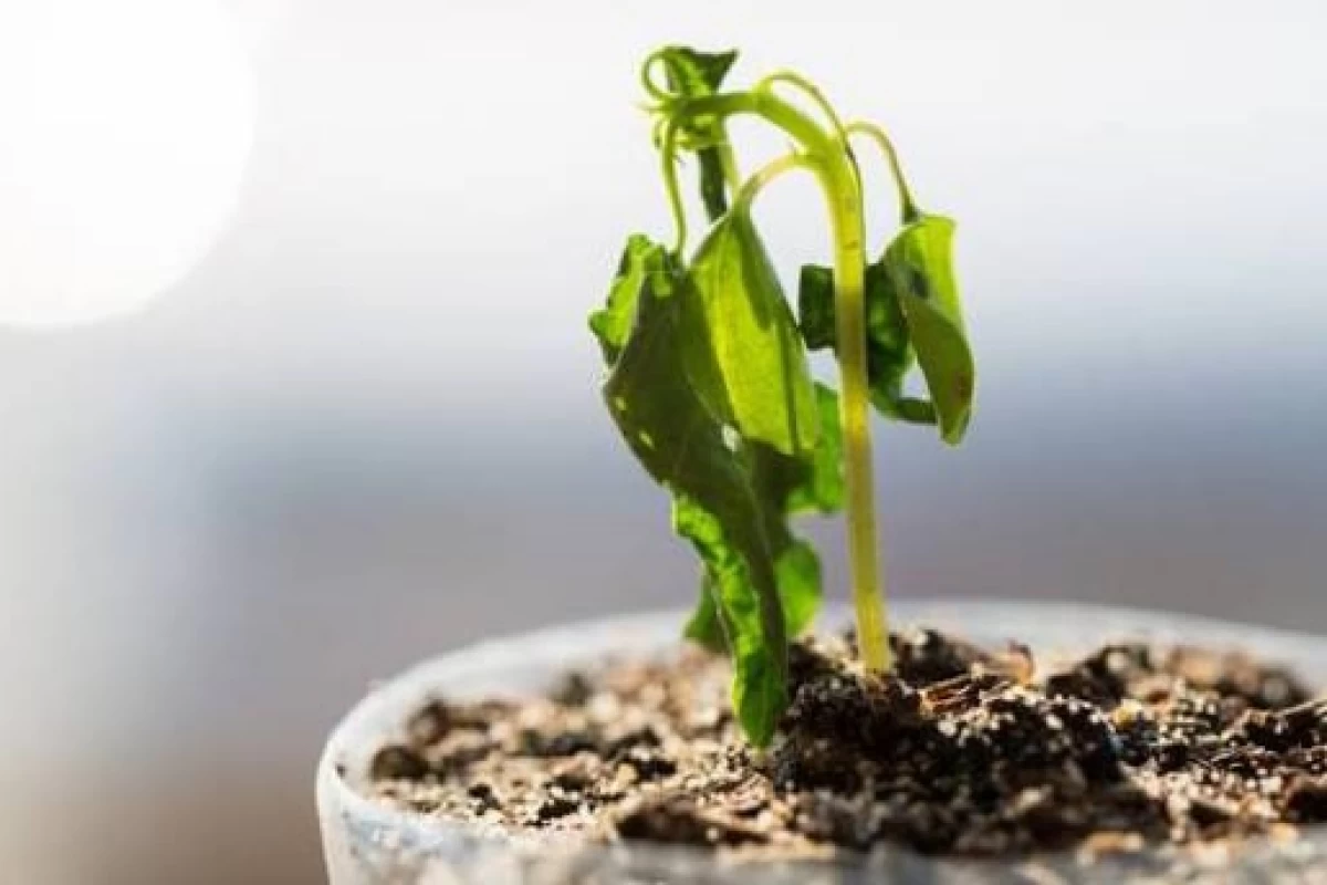 عکس چرا گیاهان پژمرده میشن؟