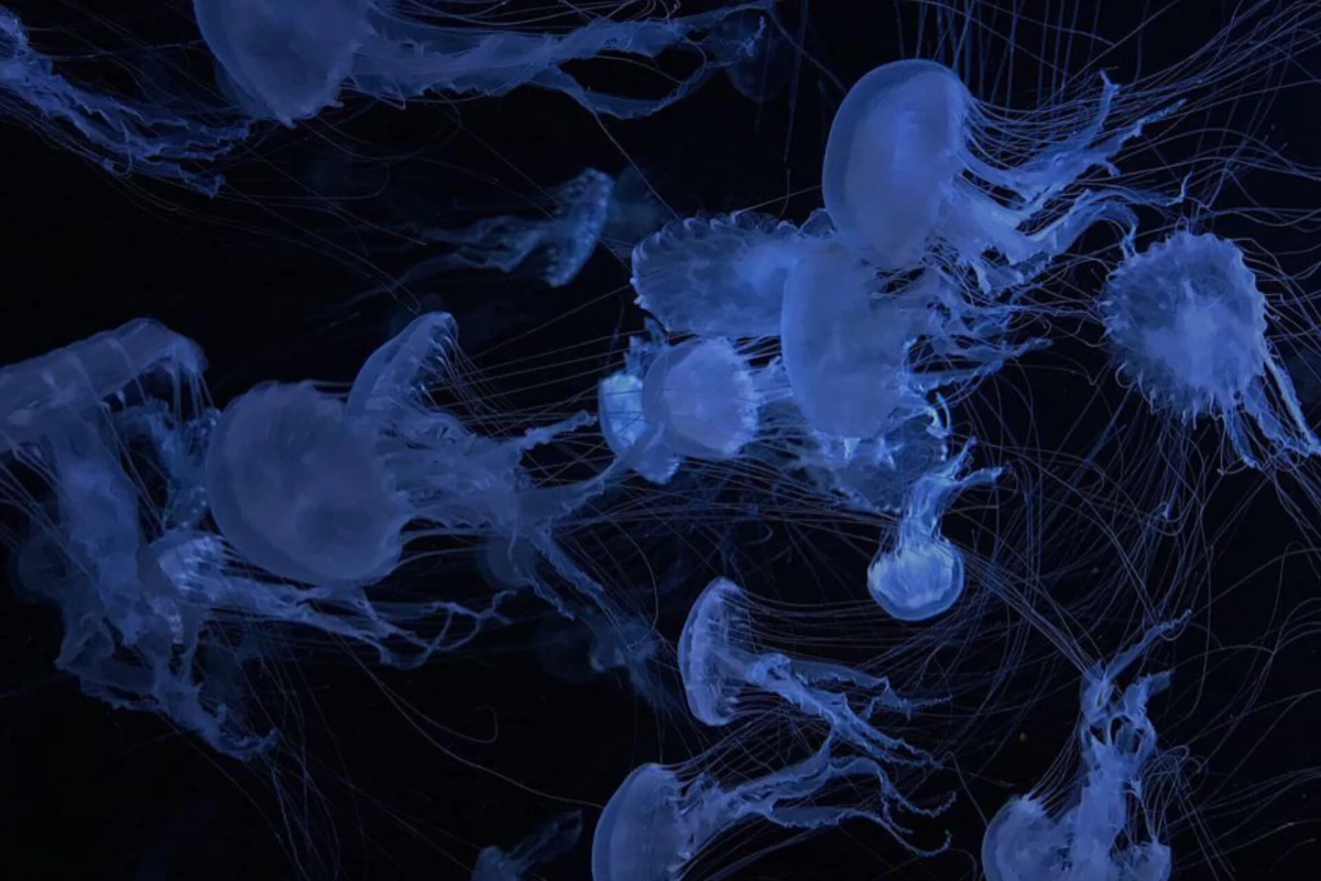 عکس 🫧خاطرات یک عروس دریایی🪼