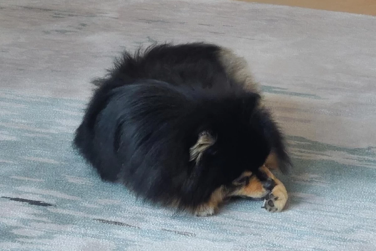 عکس آخرین حرفایی که آیدلا قبل از مرگ زدن