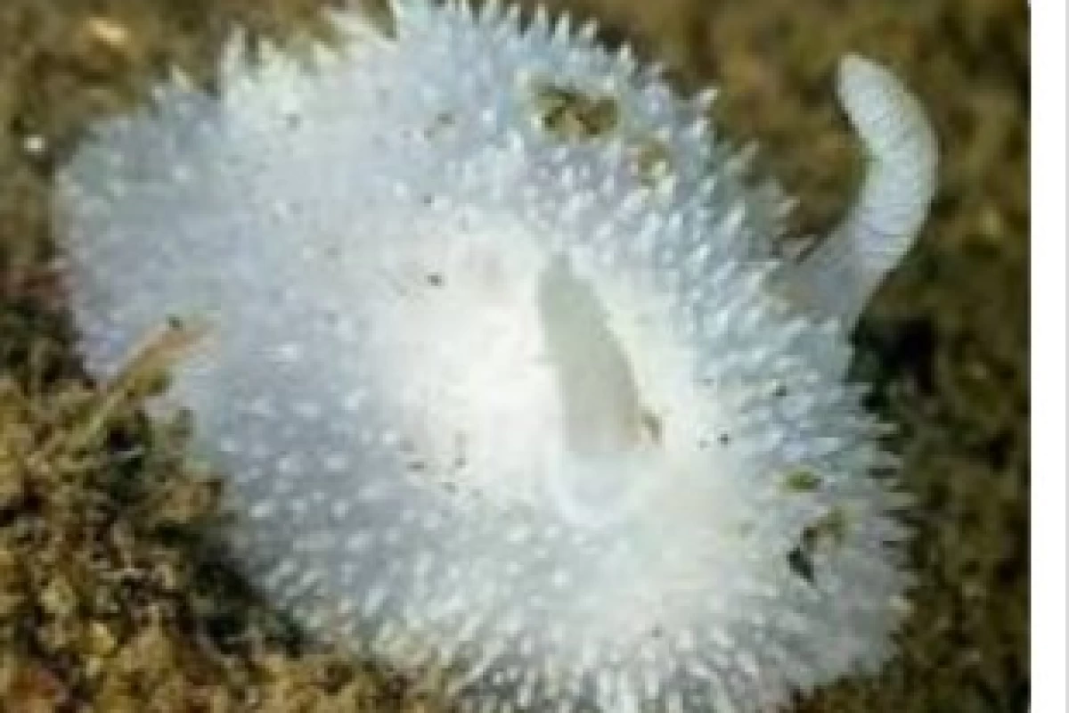 عکس خرگوش دریایی،زیبایی افرینش