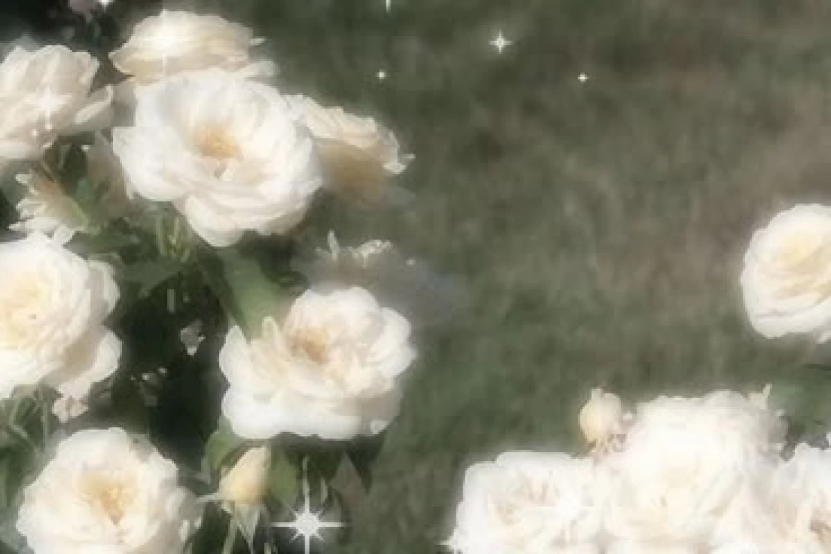 عکس اگه کیدرامری پس ...