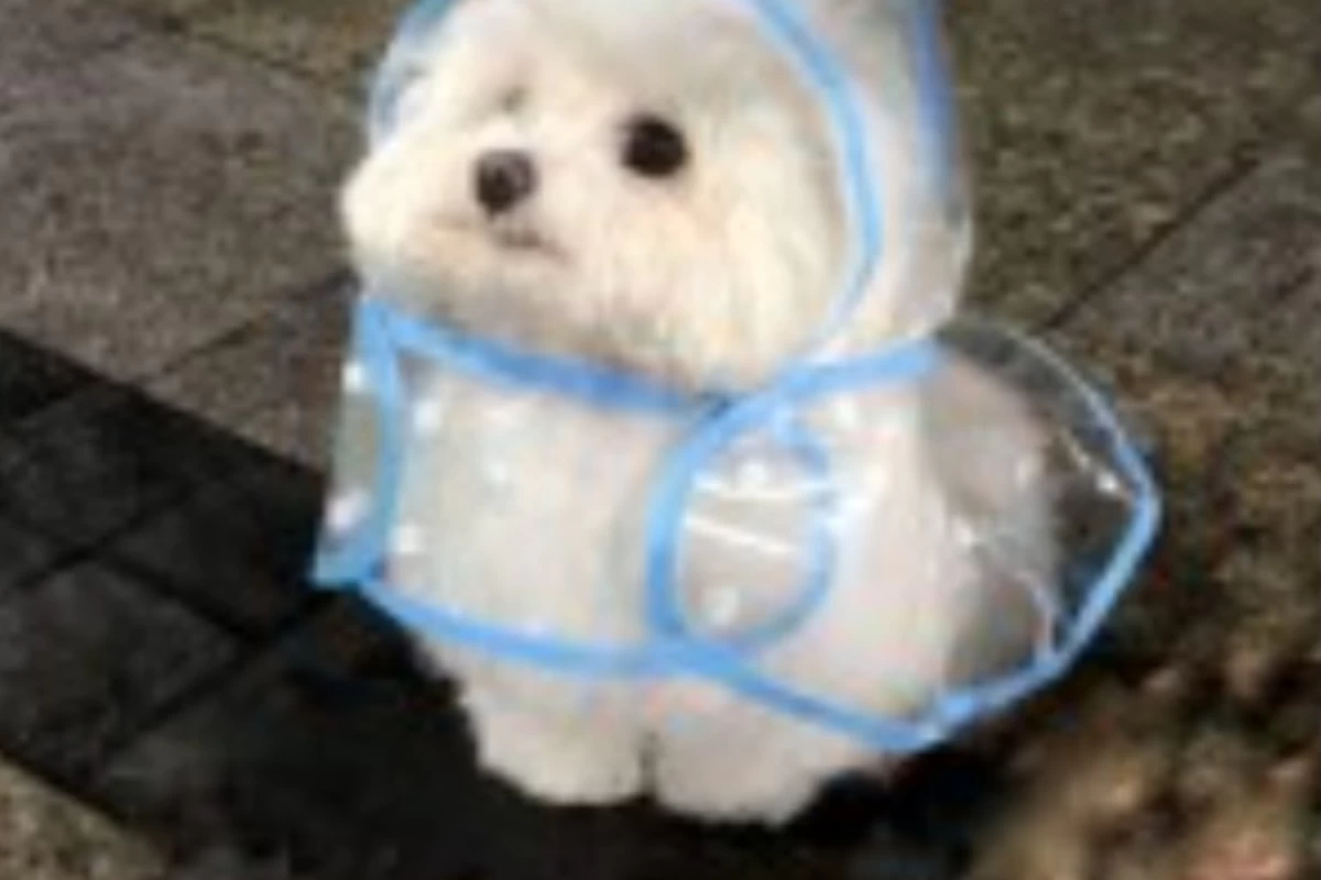 عکس یه دقیقه خنده‌ی خالص 😆