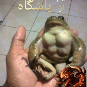 کاور