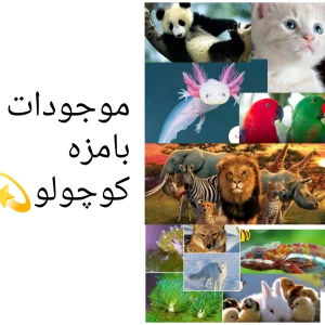 کاور