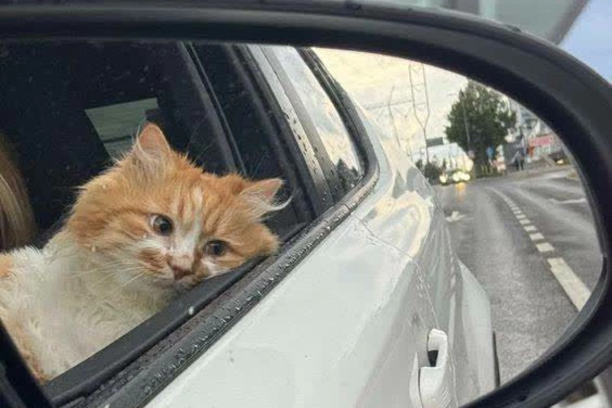 عکس چند تا میم حق:)