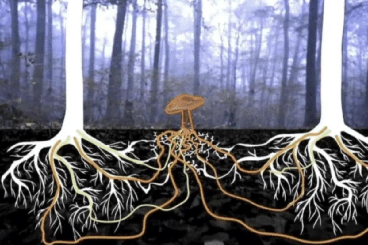 عکس درخت‌ها: موجوداتی که با هم حرف می‌زنند