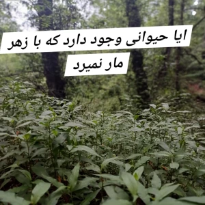 کاور
