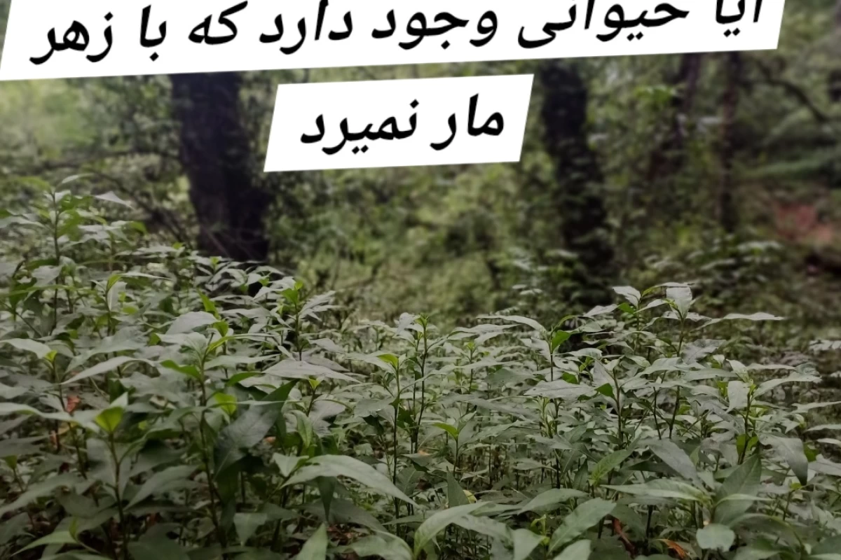 عکس ایا حیوانی وجود دارد که با زهر مار نمیرد؟