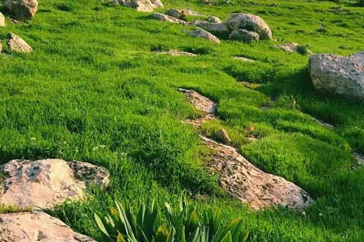 عکس وضعیت تستچی(فان)