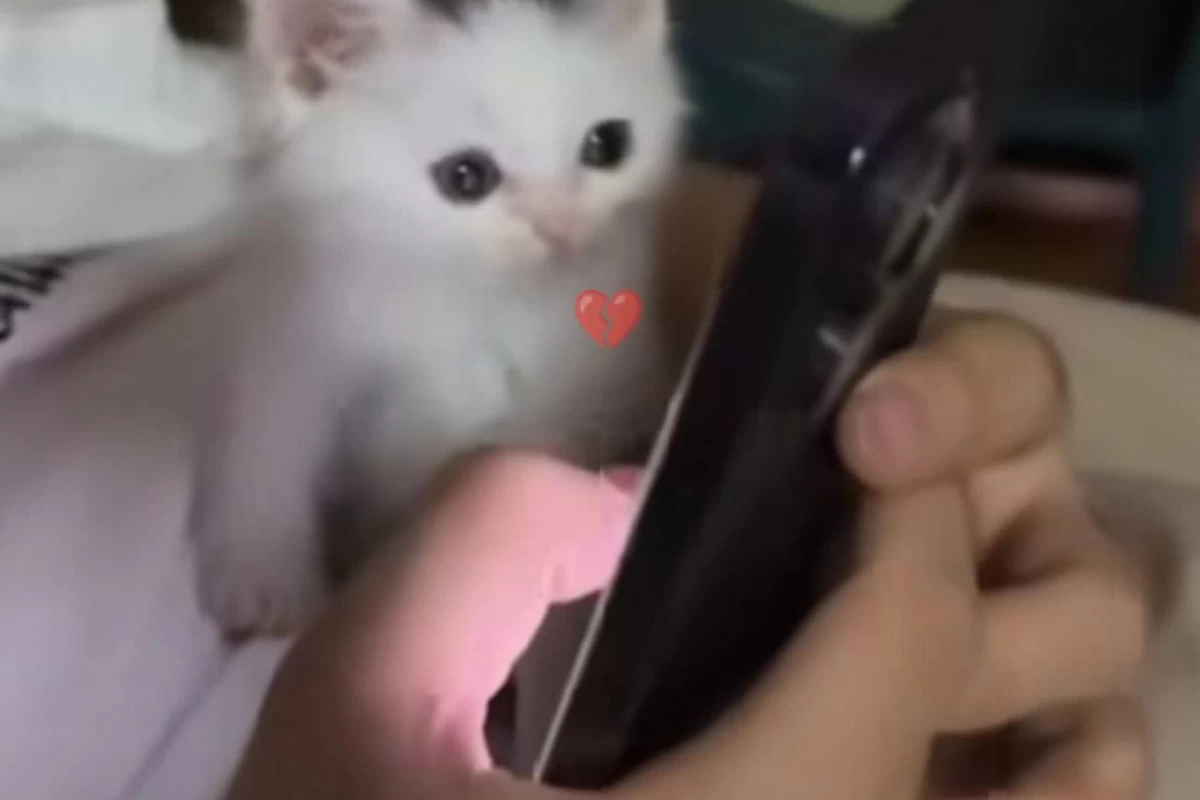 عکس چند تا میم حق پارت دو