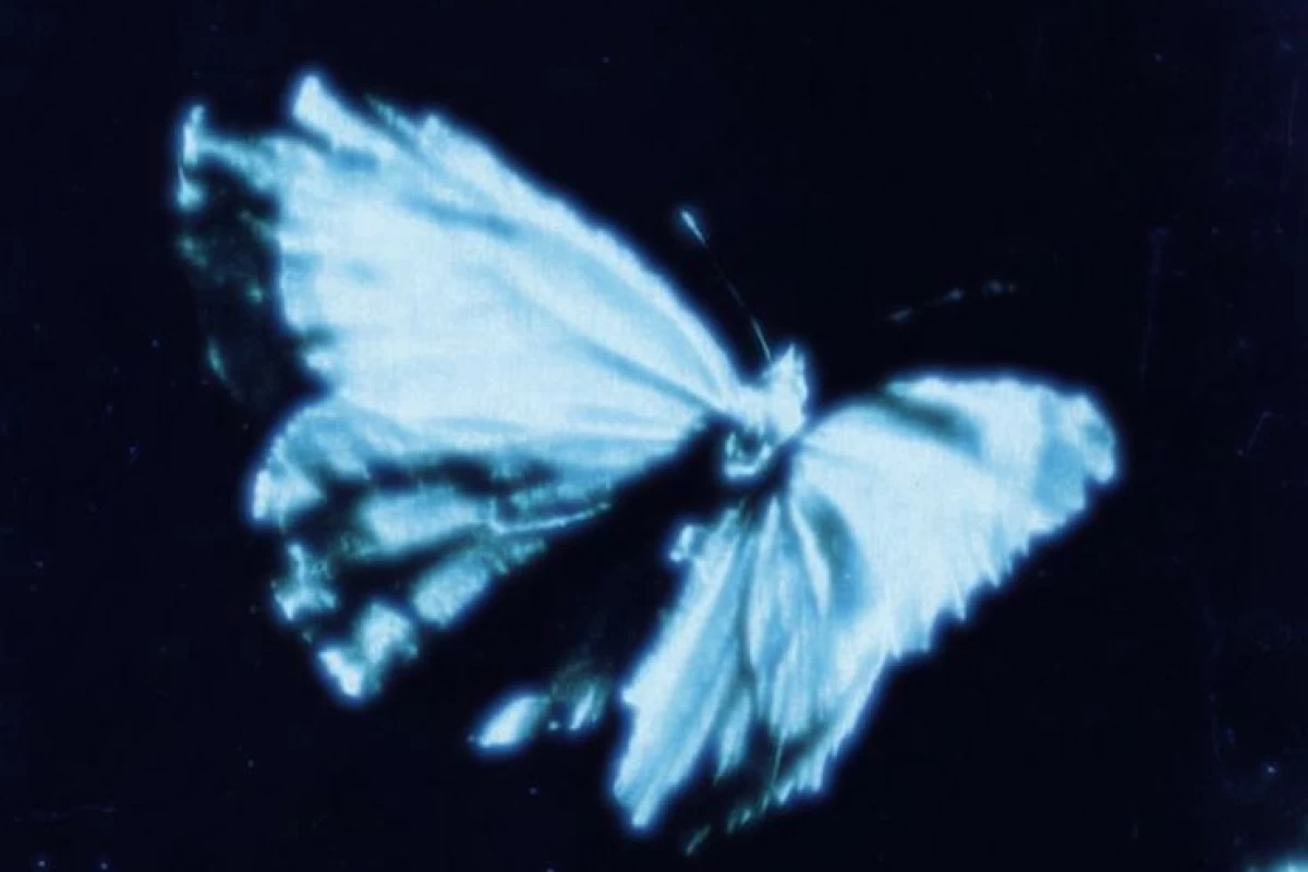 عکس دگردیسی طلایی پروانه