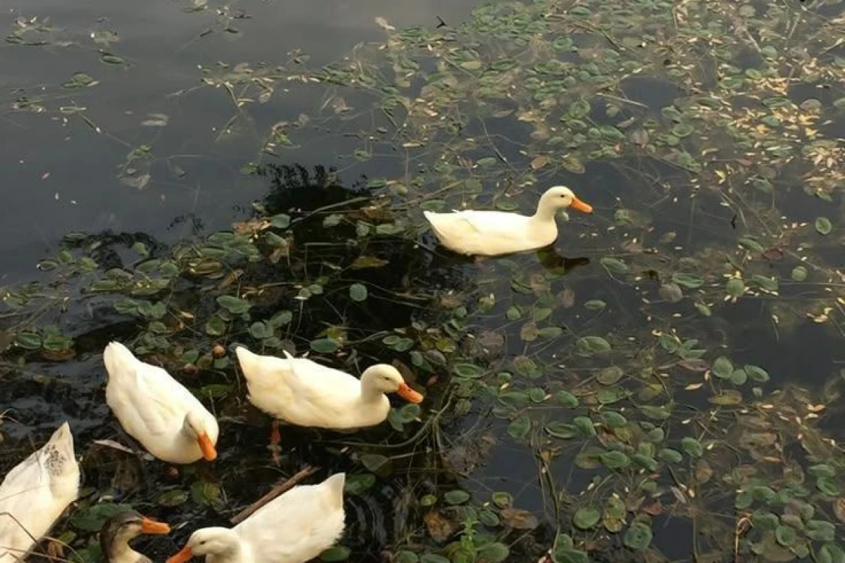 عکس دلبستهٔ قورباغه‌ها