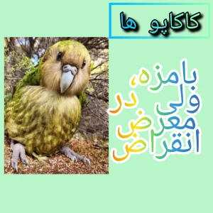 کاور