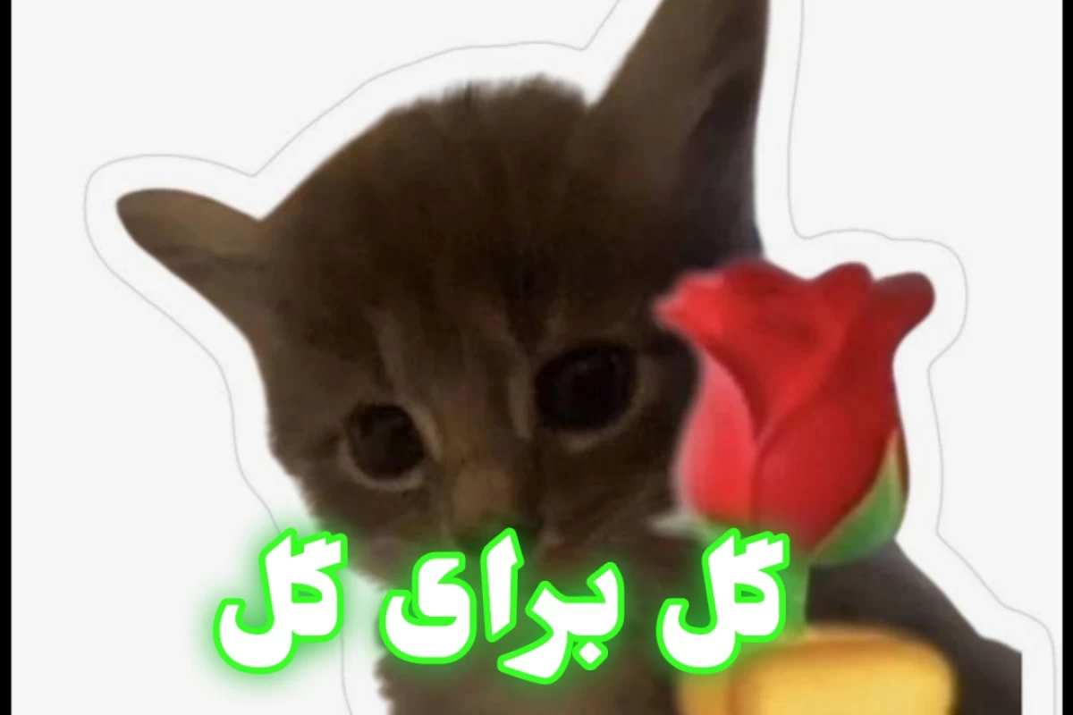 عکس 🫐𓂃𓈒𓏸الان وقت فراره