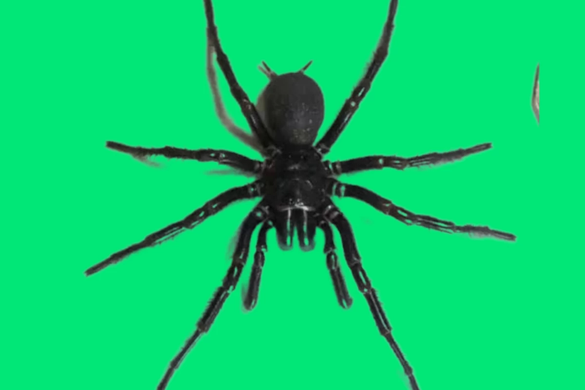 عکس از این عنکبوت ها دوری کن .