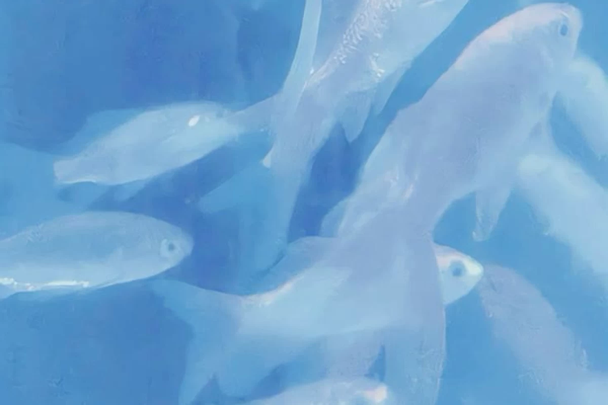 عکس باله بر روی شکوفه‌های یخ‌زده