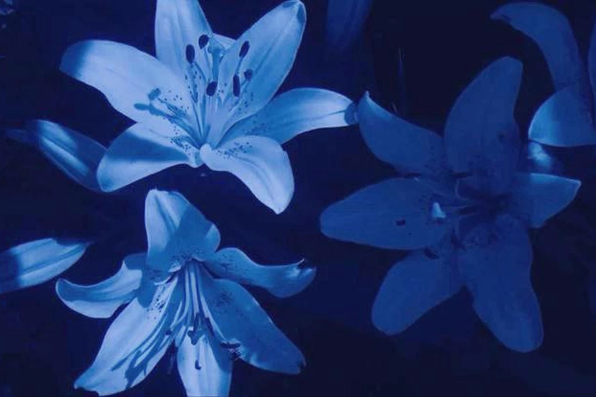 عکس احتمال وجود تو (فکت)