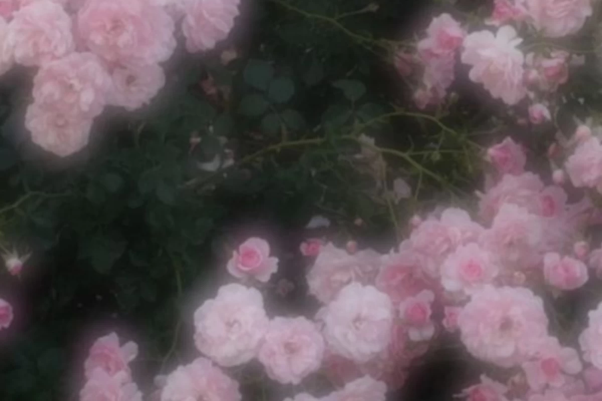 عکس برسی علمی پدیده «عشق»