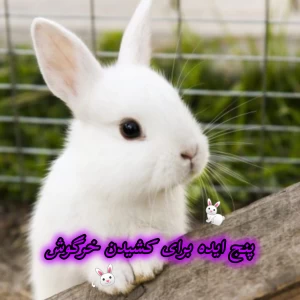 عکس پنج ایده برای کشیدن خرگوش