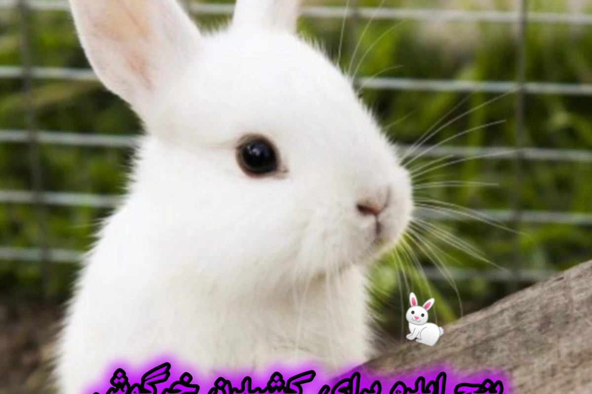 عکس پنج ایده برای کشیدن خرگوش