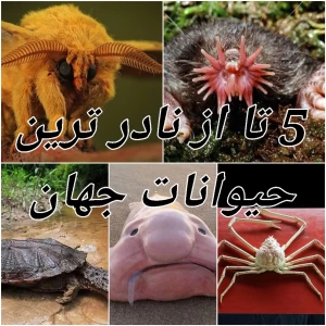 عکس 5 تا از حیوانات نادر جهان